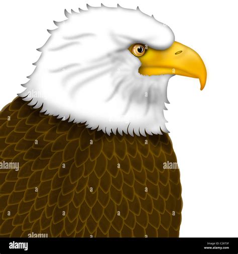 American Bald Eagle Portrait Isolated On White Background Illustration