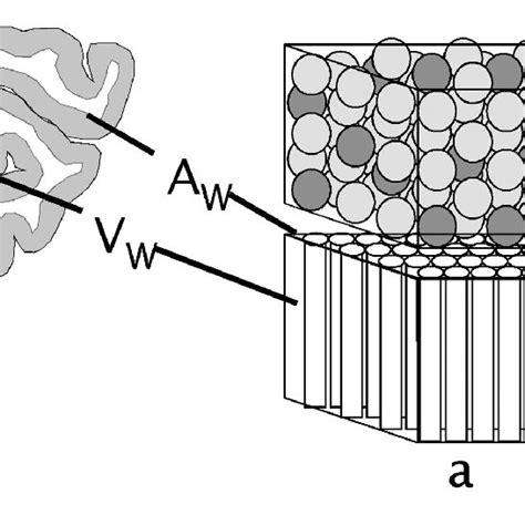 Schematic Of The Cortical Layout Used In The Model The Two Volumes
