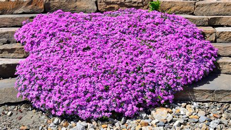 How To Successfully Grow A Creeping Phlox Plant