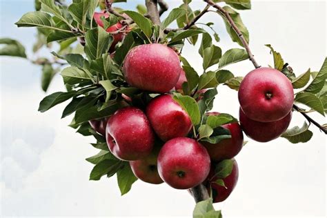 Everything About Winesap Apples Fit For The Soul