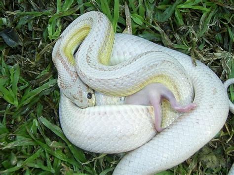 Check spelling or type a new query. SAReptiles • View topic - Corn Snakes - All Kinds!