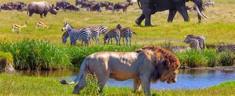 The 11 African Safari Animals You Need To See Intriq Journey