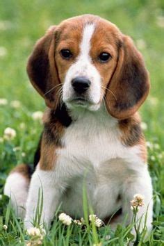Road racing world championship grand prix season. 34 Beagle Mixes ideas | beagle, beagle mix, puppies