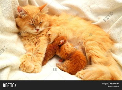 Red Fluffy Cat Feeds 2 Image And Photo Free Trial Bigstock
