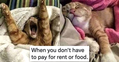10 Funny Cat Posts To Brighten Up Your Day Twistedsifter