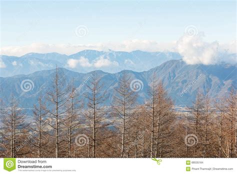 Dried Tree With Mountain View Stock Photo Image Of View High 68535164