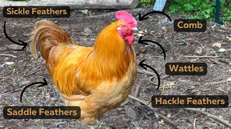 How To Tell A Hen From A Rooster And Introducing Young Chickens Into