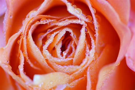Rose Rosebud Dew Free Photo On Pixabay