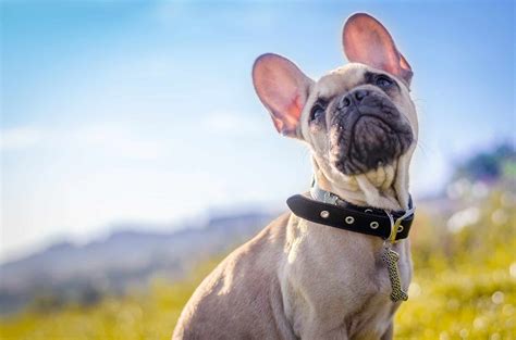 Tons of breeds come in brindle, including akitas, bull terriers, boxers, boston terriers, cardigan welsh corgis, dachshunds, pit bulls, and french bulldogs. The 116 Most Popular French Bulldog Names of 2019