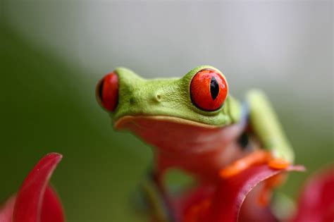 The 3 Basic Amphibian Groups