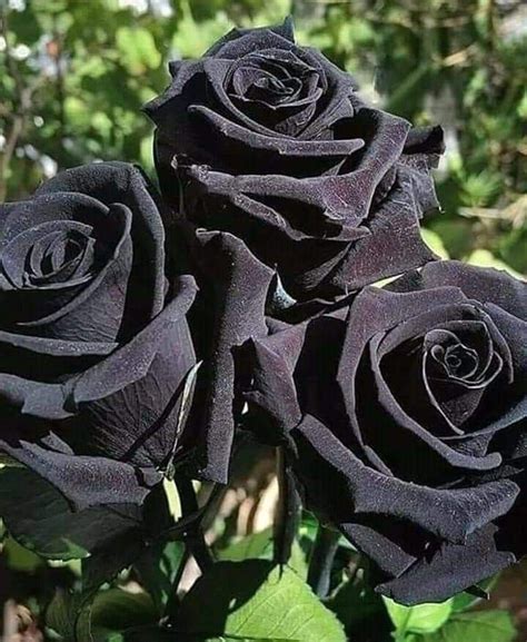 Pin By Sarvi On Plants Black Rose Flower Black Rose Seeds Beautiful