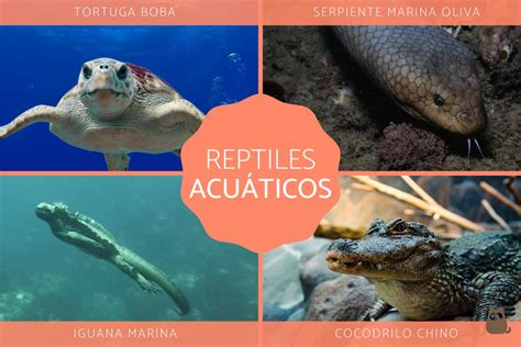 Reptiles Acuáticos Características Y Ejemplos De Reptiles Marinos Y