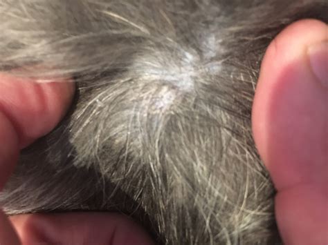 What Are The Crusty Scabs Bumps On My Dog S Skin Vet