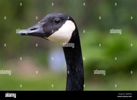 Canada Goose Neck And Face Hi Res Stock Photography And Images Alamy