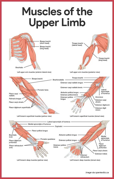 Deltoid trigger point diagram, pain patterns and related medical symptoms. Muscular System Anatomy and Physiology - Nurseslabs