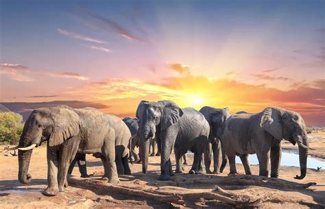 African Sunset And Elephants Photograph By Paula Joyce