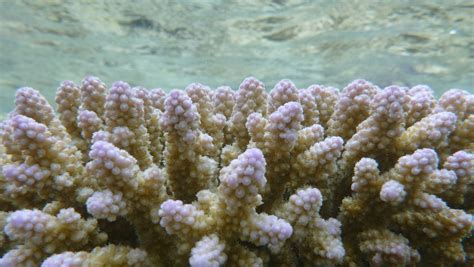 Study Ocean Acidification Stunting Growth Of Coral Reefs