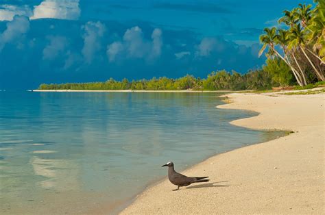 Bird On South Pacific Beach Hd Desktop Wallpaper Widescreen High