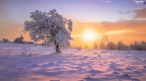 Trees Winter Snowy Trees Viewes Great Sunsets Beautiful Views