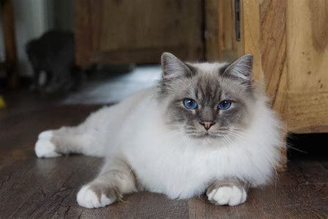 How Much Does A Birman Cat Cost 2023 Price Guide Hepper