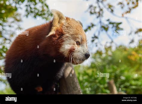 Red Panda Firefox Side View Stock Photo Alamy