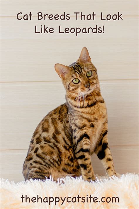 There are many cats which look like leopards, but not many which closely resemble the tiger. Cats That Look Like Leopards - Domestic Breeds That Look ...