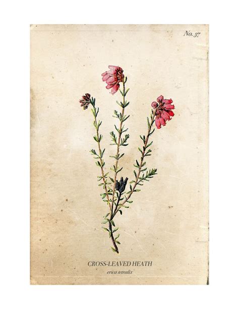 Vintage Wild Flower Botanical Prints A Burst Of Beautiful Botanical