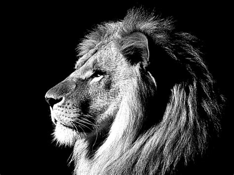 Angry Lion Wallpaper Black And White Amazing Wallpapers