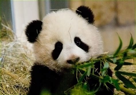 Pandabärbaby Fu Long Foto And Bild Tiere Tierkinder Natur Bilder