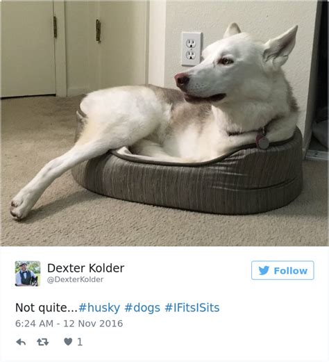 10 Of The Most Hilarious Posts About Huskies Ever