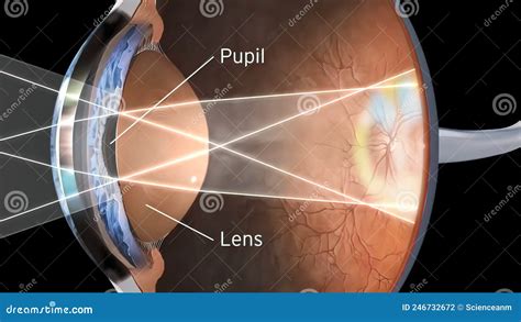 Human Eye Vision Structure Stock Illustration Illustration Of Eyeball