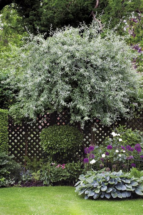 Small Trees That Like Shade Finegardening