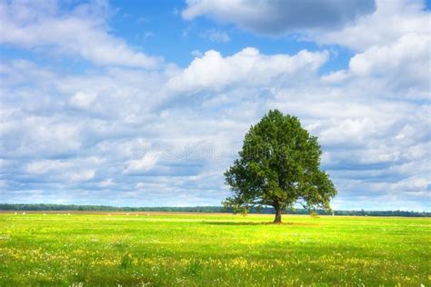 Country Landscape Lonely Tree On Green Meadow On Bright Sunny Day With
