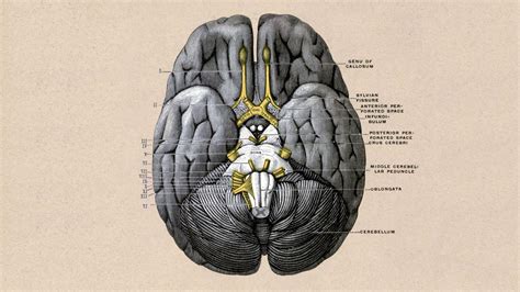 Human Brain Wallpapers Top Free Human Brain Backgrounds Wallpaperaccess