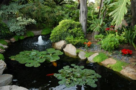 See more ideas about lotus pond, lotus, water lilies. Fountain, koi fish, lotus lily pads, garden, Koi Pond, Med ...