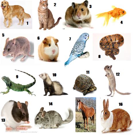 Types Of Animals Commonly Kept As Pets Letsgonl
