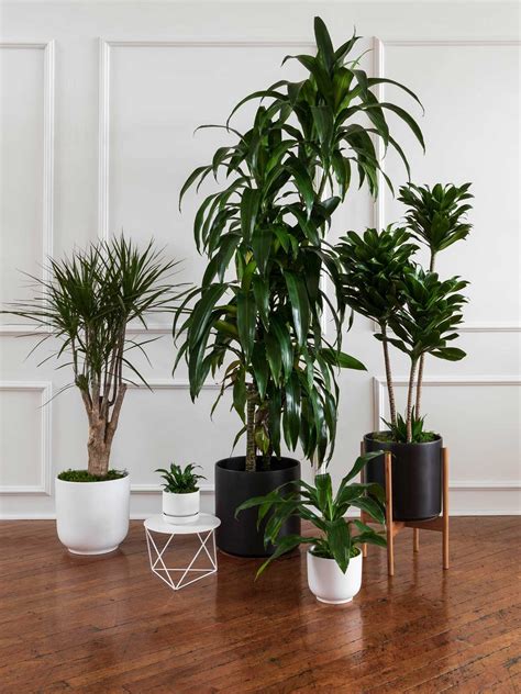 Introducing The Easy Care Dracaena Collection — Plant Care Tips And