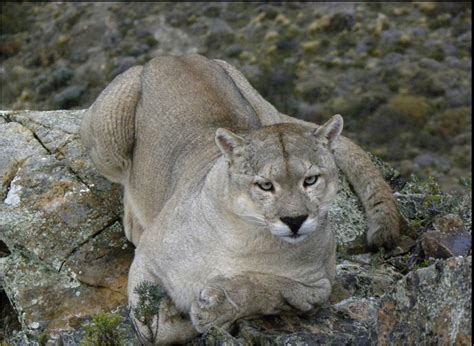 Understanding Americas Big Cat An Introduction To The Teton Cougar