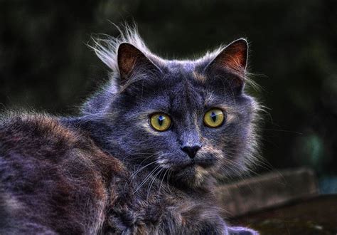 Gurushots The Worlds Greatest Photography Game Cat Pics Feline