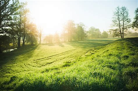Sunny Morning Stock Photos Pictures And Royalty Free Images Istock