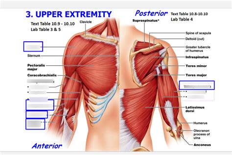 Lab 9 Muscles Of Upper Extremity Diagram Quizlet