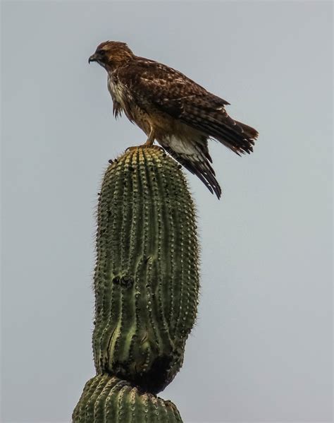 Cannundrums Western Red Tailed Hawk