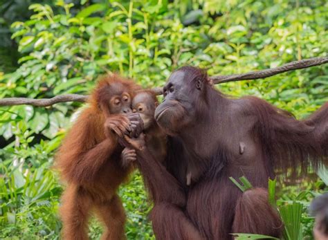 Contextual translation of orang bisu into english. Orang Utan: Spesies, Ciri Fisik, Cara Hidup, Habitat ...