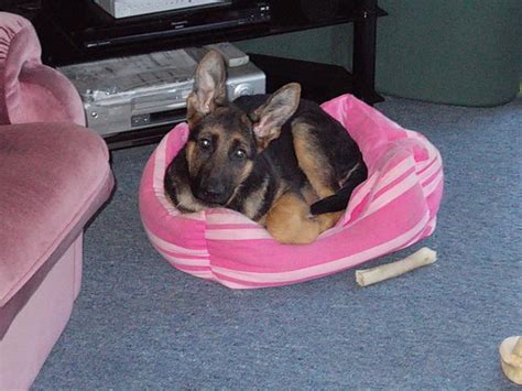 Since german shepherds are one of the breeds most likely to suffer from allergies, this increases their chance of having food allergies as well. Food Allergies - Help? - German Shepherd Dog Forums