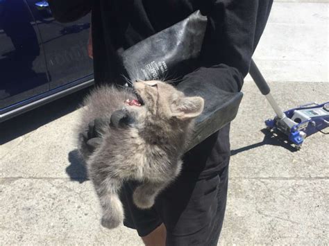 Kitten Stuck Under Car Survives Ride Across Bay Bridge To Berkeley
