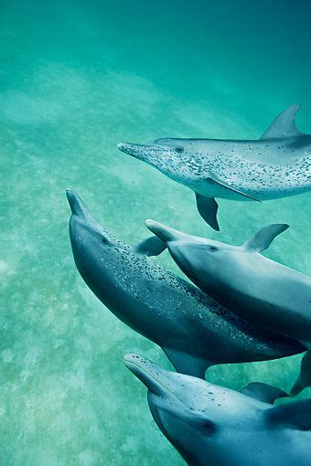 group Of Atlantic Spotted Dolphins Swimming In Atlantic Ocean, Bahamas