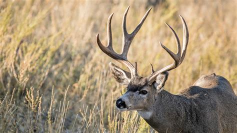 5 Best States For Mule Deer Hunting Meateater Hunting