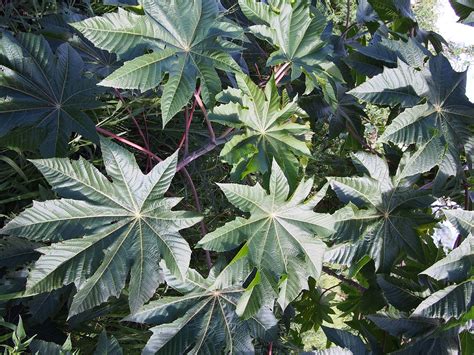 Castor oil is a vegetable oil pressed from castor beans, and it's been around for centuries. File:Castor oil plant, Ricinus communis, Townsville ...
