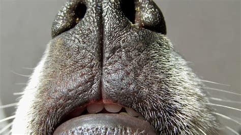 Why Do Dogs Have A Split On Their Top Lip Dog Discoveries