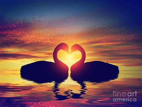 Two Swans Making A Heart Shape At Sunset Valentines Day Photograph By